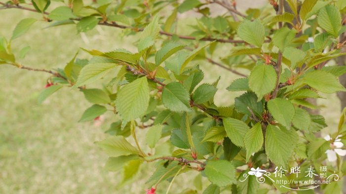 潘朵拉樱桃Cerasus ‘Pandora’