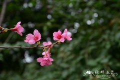 钟花樱桃Cerasus campanulata