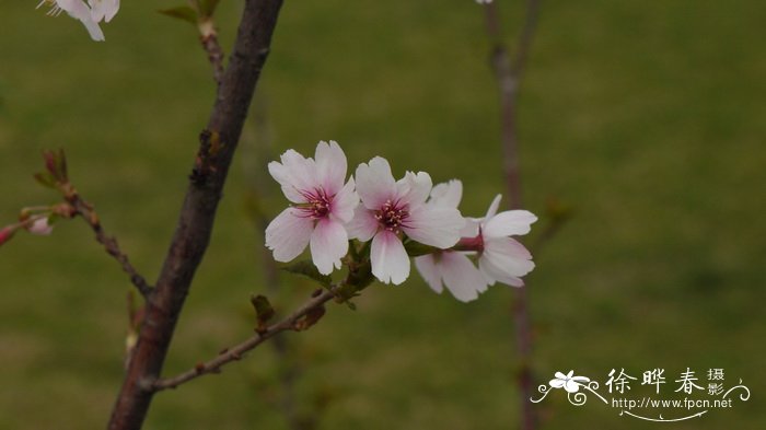 ‘阿里亚娜’富士樱Cerasus incisa 'Ariane' ‘阿里亚娜’富士樱Cerasus incisa 'Ariane'