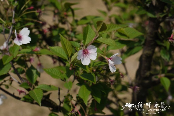 ‘黄玉’樱桃Cerasus cv,