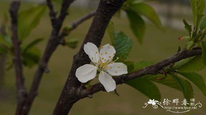 ‘选择佐藤锦’樱桃Cerasus cv,