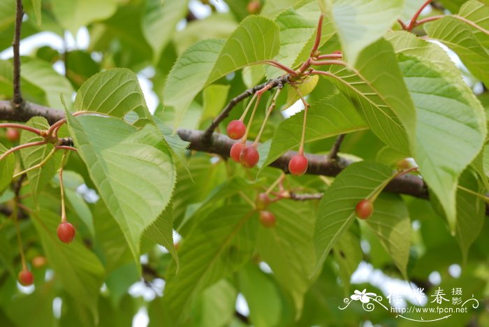 ‘河津’樱花Cerasus kanzakura 'Kawazu-zakura' ‘河津’樱花Cerasus kanzakura 'Kawazu-zakura'