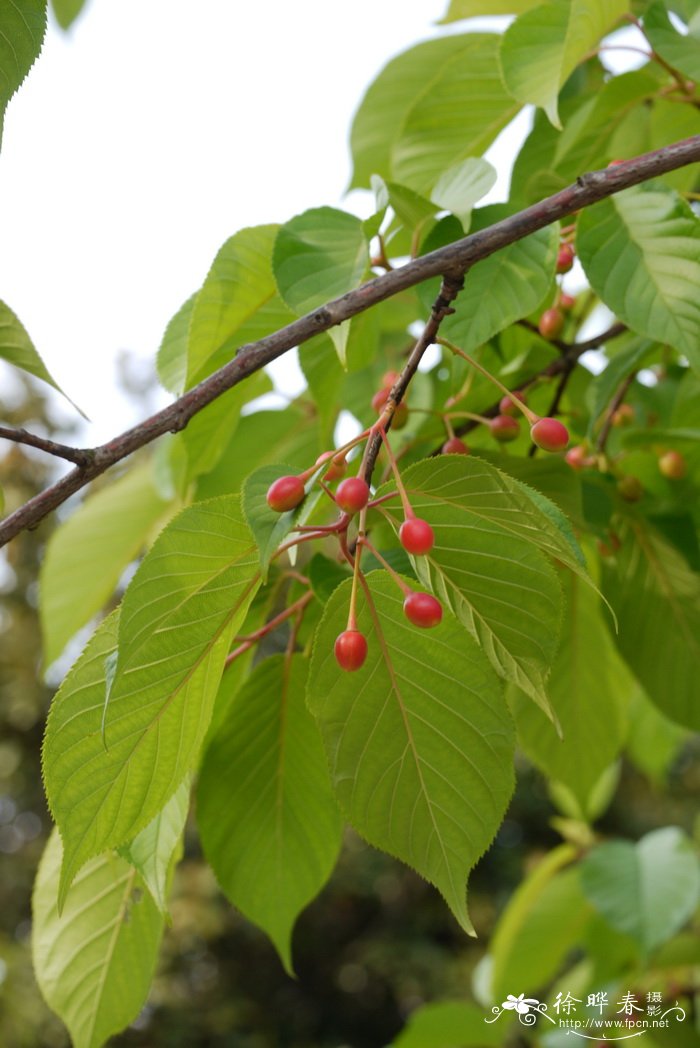 ‘河津’樱花Cerasus kanzakura 'Kawazu-zakura' ‘河津’樱花Cerasus kanzakura 'Kawazu-zakura'