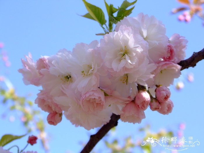 一叶樱花 Cerasus lannesiana ‘Hisakura’ 一叶樱花 Cerasus lannesiana ‘Hisakura’