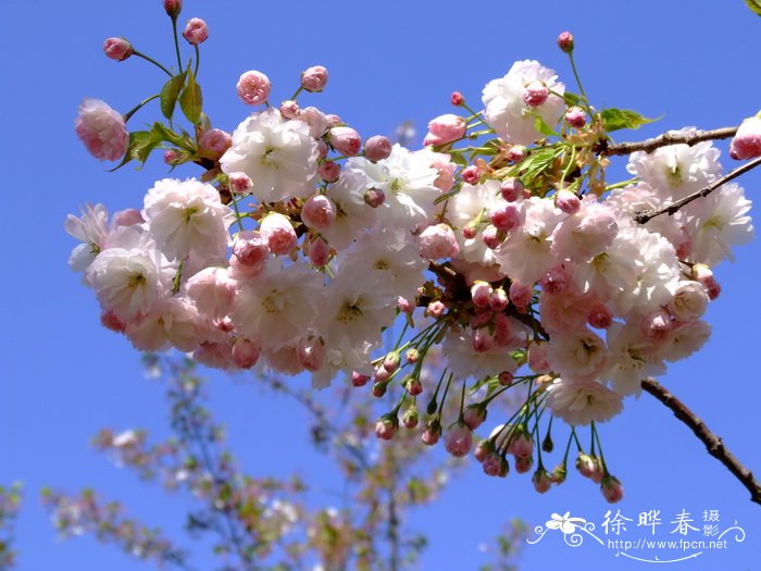 一叶樱花 Cerasus lannesiana ‘Hisakura’