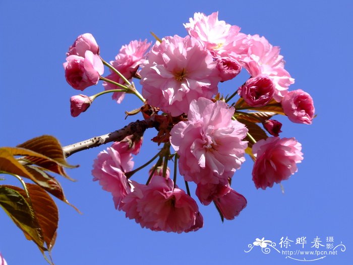 关山樱花Cerasus lannesiana ‘Sekiyama’ 关山樱花Cerasus lannesiana ‘Sekiyama’
