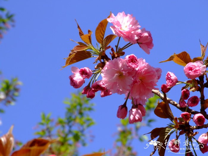 关山樱花Cerasus lannesiana ‘Sekiyama’ 关山樱花Cerasus lannesiana ‘Sekiyama’
