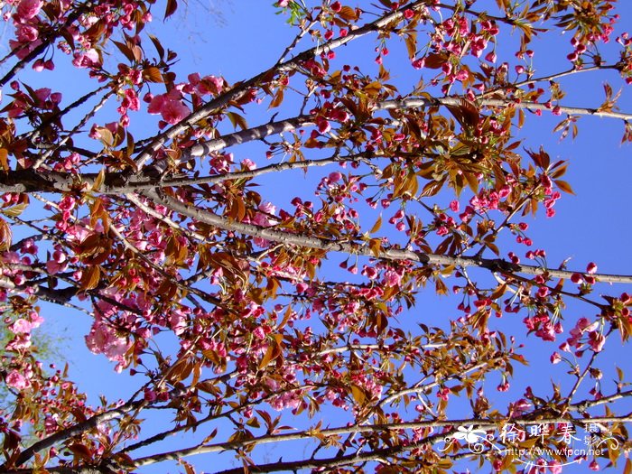 关山樱花Cerasus lannesiana ‘Sekiyama’