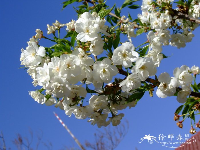 白妙樱花 Cerasus lannesiana ‘Sirotae’ 白妙樱花 Cerasus lannesiana ‘Sirotae’