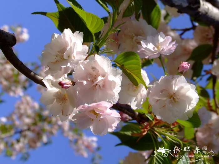 八重红大岛樱花 Cerasus lannesiana var. speciona ‘Yaebeni-oh