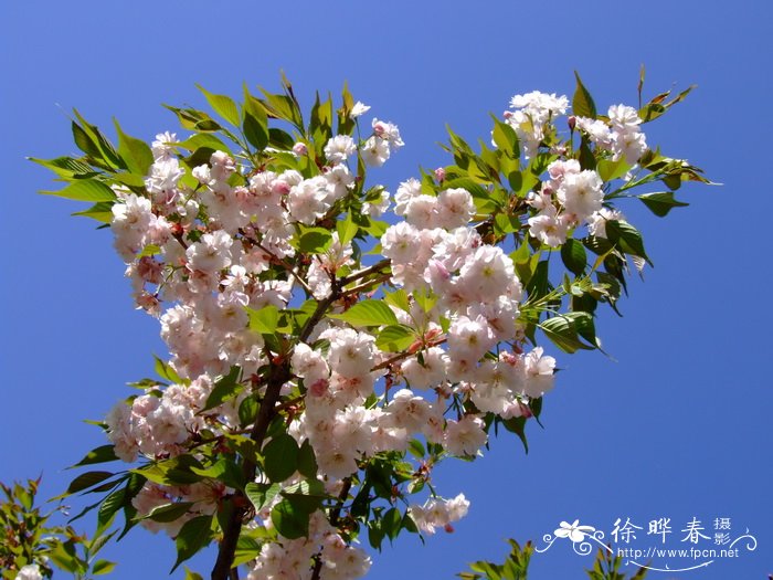 八重红大岛樱花 Cerasus lannesiana var. speciona ‘Yaebeni-oh