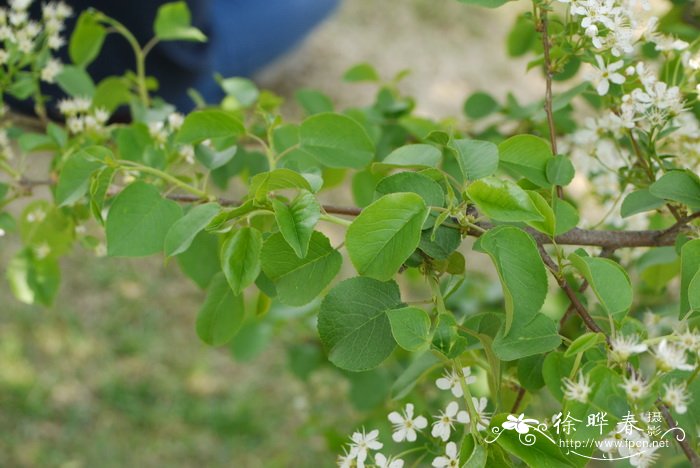 圆叶樱桃Cerasus mahaleb