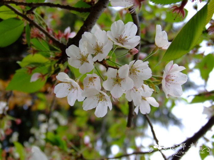 大山樱Cerasus sargentii 大山樱Cerasus sargentii