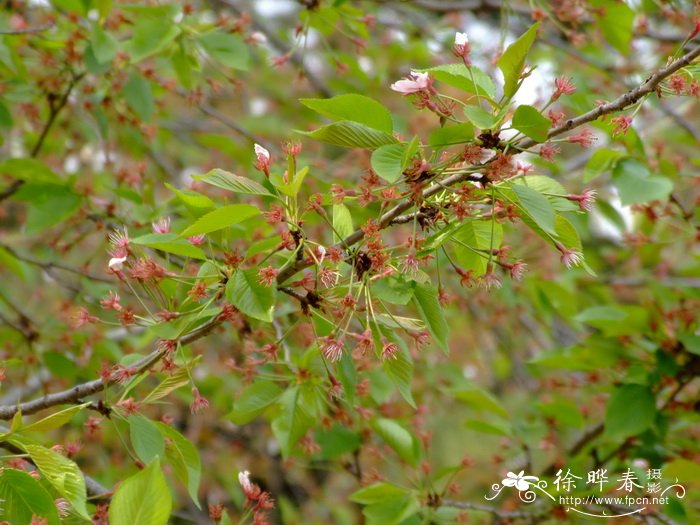 大山樱Cerasus sargentii 大山樱Cerasus sargentii