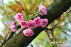日本晚樱Cerasus serrulata var. lannesiana