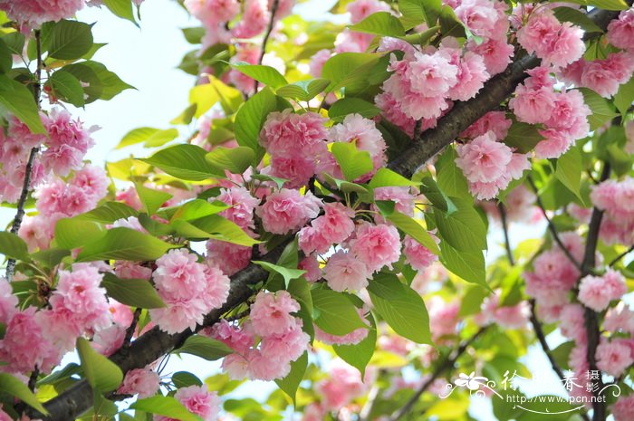 日本晚樱Cerasus serrulata var. lannesiana 日本晚樱Cerasus serrulata var. lannesiana