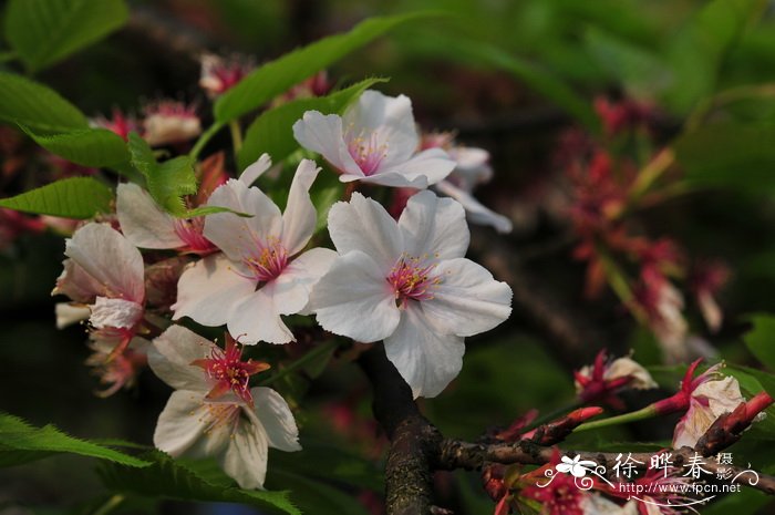 垂枝樱花 Cerasus subhirtella var. pendula 垂枝樱花 Cerasus subhirtella var. pendula