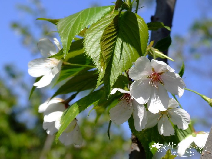 ‘御帝吉野’樱花Cerasus yedoensis 'Mikado-yoshino' ‘御帝吉野’樱花Cerasus yedoensis 'Mikado-yoshino'