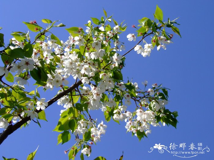 ‘御帝吉野’樱花Cerasus yedoensis 'Mikado-yoshino' ‘御帝吉野’樱花Cerasus yedoensis 'Mikado-yoshino'