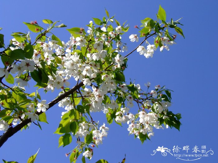 ‘御帝吉野’樱花Cerasus yedoensis 'Mikado-yoshino'