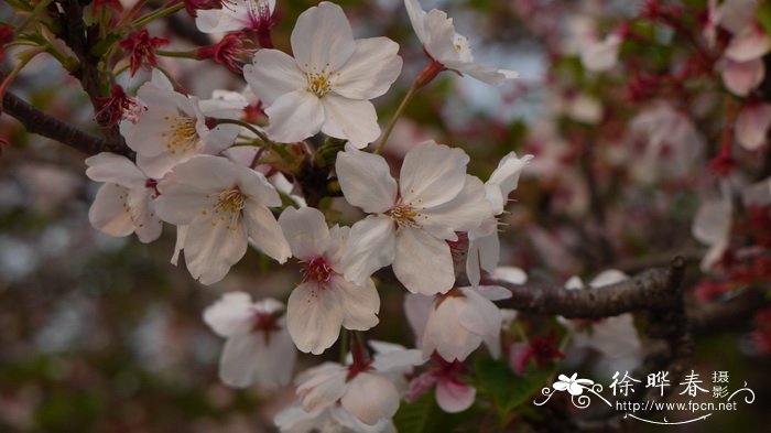 东京樱花 Cerasus yedoensis 东京樱花 Cerasus yedoensis