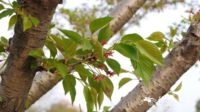 东京樱花 Cerasus yedoensis 东京樱花 Cerasus yedoensis