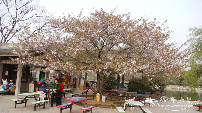 东京樱花 Cerasus yedoensis 东京樱花 Cerasus yedoensis