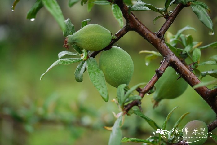 西藏木瓜Chaenomeles thibetica 西藏木瓜Chaenomeles thibetica