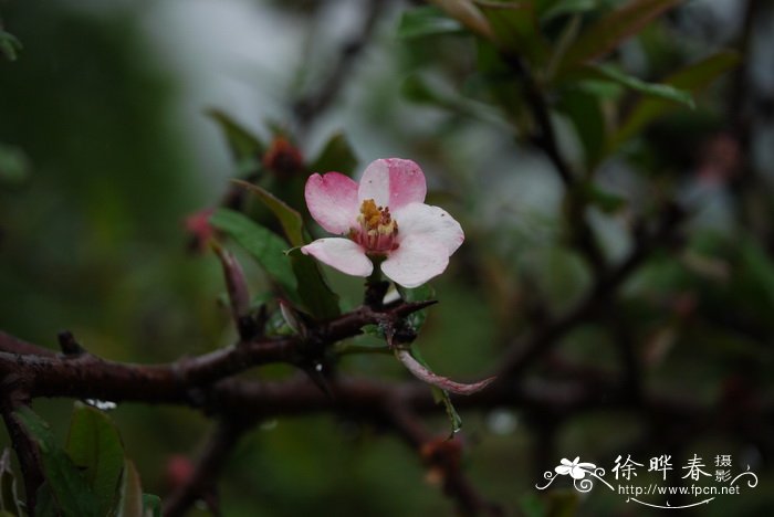 西藏木瓜Chaenomeles thibetica 西藏木瓜Chaenomeles thibetica