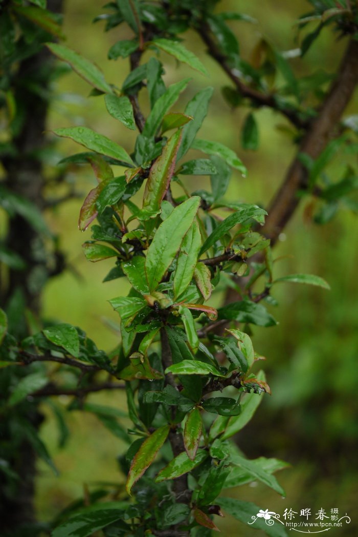西藏木瓜Chaenomeles thibetica 西藏木瓜Chaenomeles thibetica