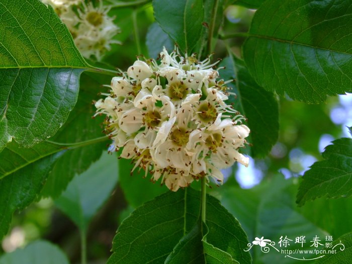 湖北山楂Crataegus hupehensis