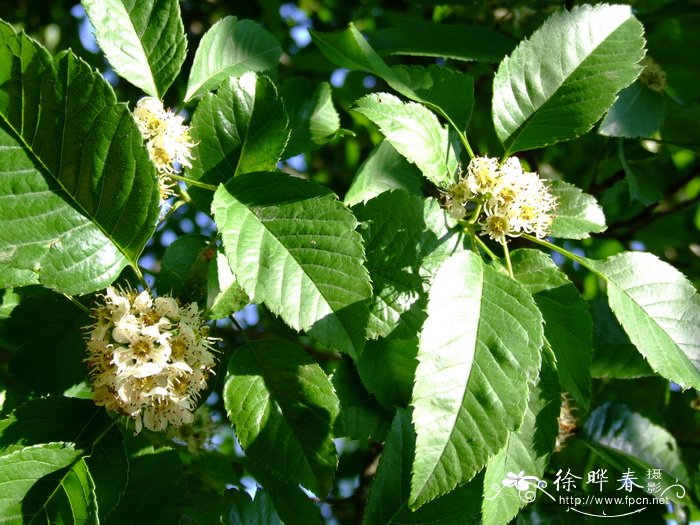 湖北山楂Crataegus hupehensis