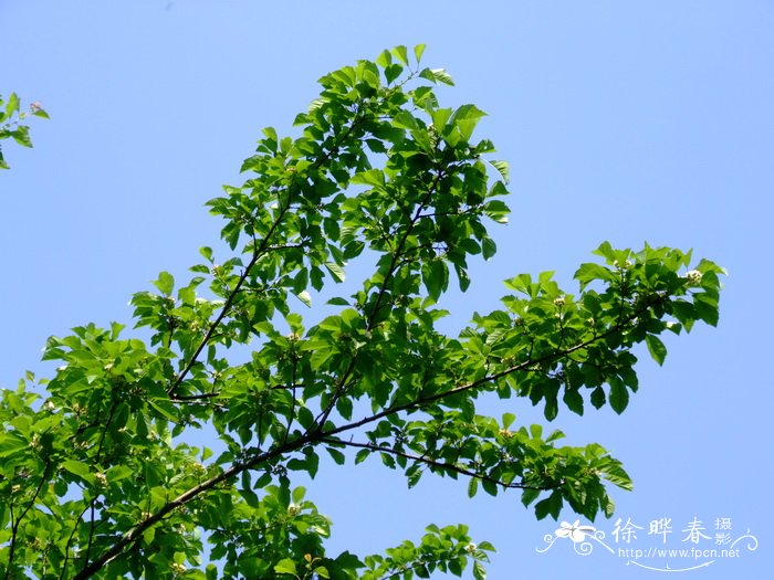 湖北山楂Crataegus hupehensis