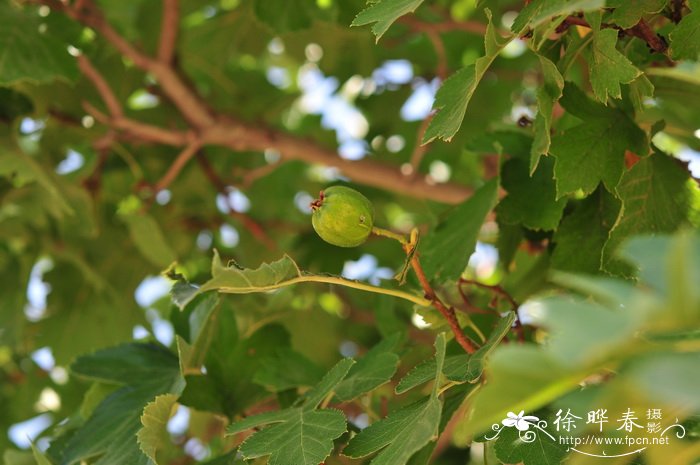 甘肃山楂 Crataegus kansuensis 甘肃山楂 Crataegus kansuensis