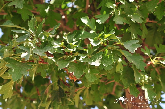 甘肃山楂 Crataegus kansuensis