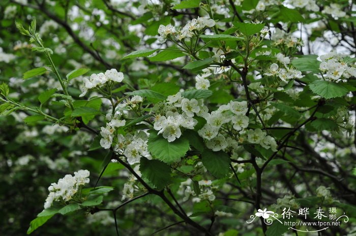 毛山楂Crataegus maximowiczii