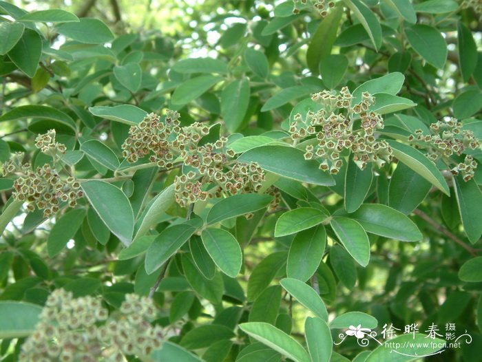牛筋条 Dichotomanthes tristaniicarpa 牛筋条 Dichotomanthes tristaniicarpa