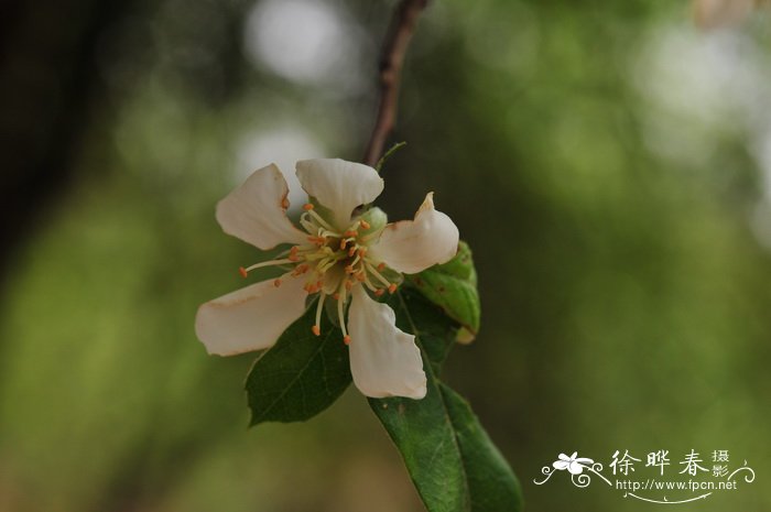 云南栘依 Docynia delavayi