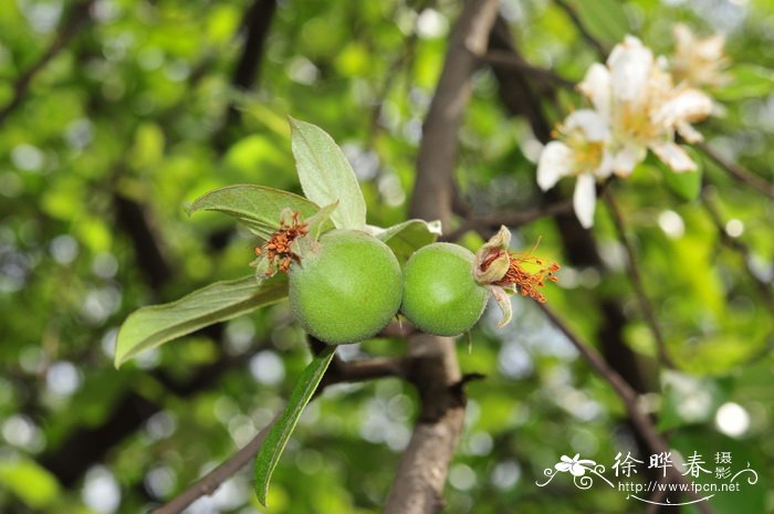 云南栘依 Docynia delavayi 云南栘依 Docynia delavayi
