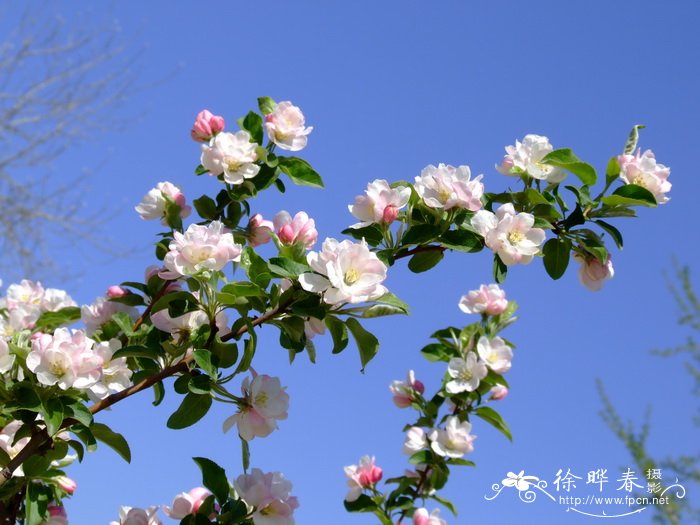 ‘火焰’海棠Malus ‘Flame’ ‘火焰’海棠Malus ‘Flame’