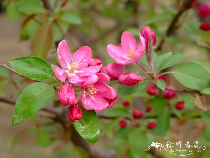 ‘霍巴’海棠 Malus ‘Hope’ ‘霍巴’海棠 Malus ‘Hope’