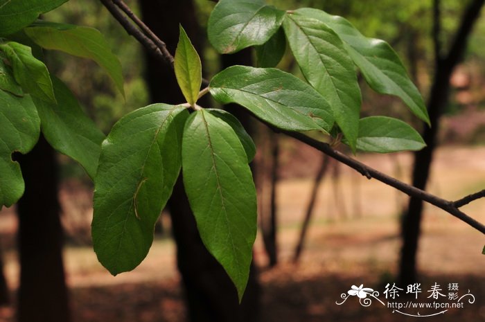 云南栘依 Docynia delavayi