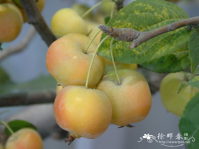冬红果 Malus ‘Donghongguo’ 冬红果 Malus ‘Donghongguo’