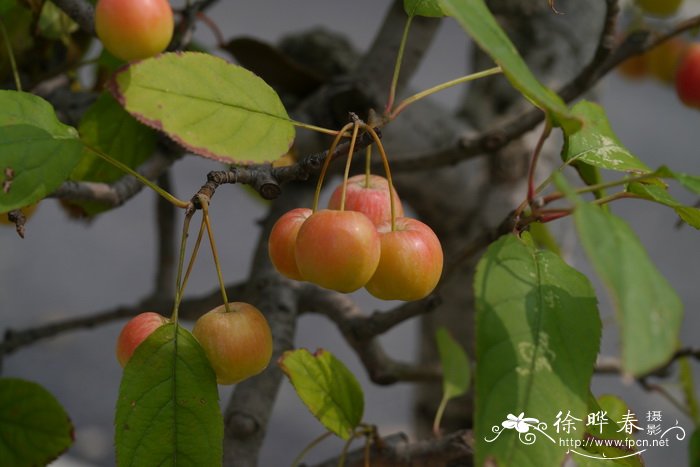 冬红果 Malus ‘Donghongguo’ 冬红果 Malus ‘Donghongguo’