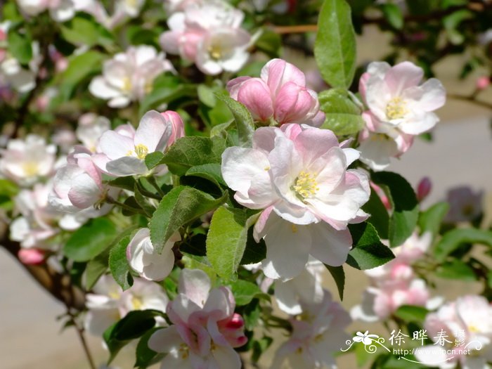 ‘火焰’海棠Malus ‘Flame’ ‘火焰’海棠Malus ‘Flame’