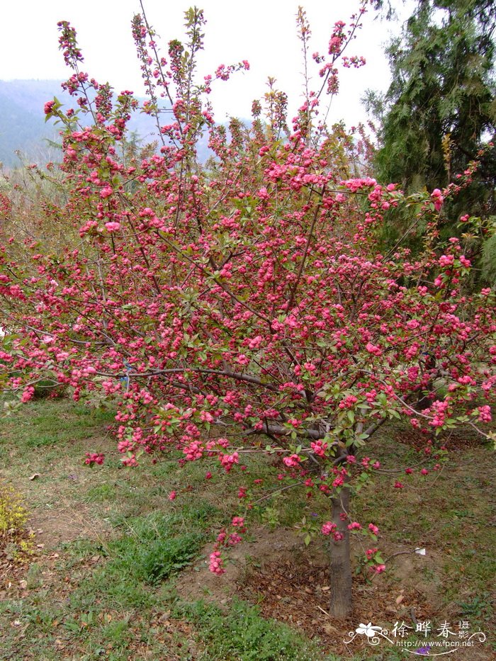 ‘凯尔斯’海棠Malus ‘Kelsey’