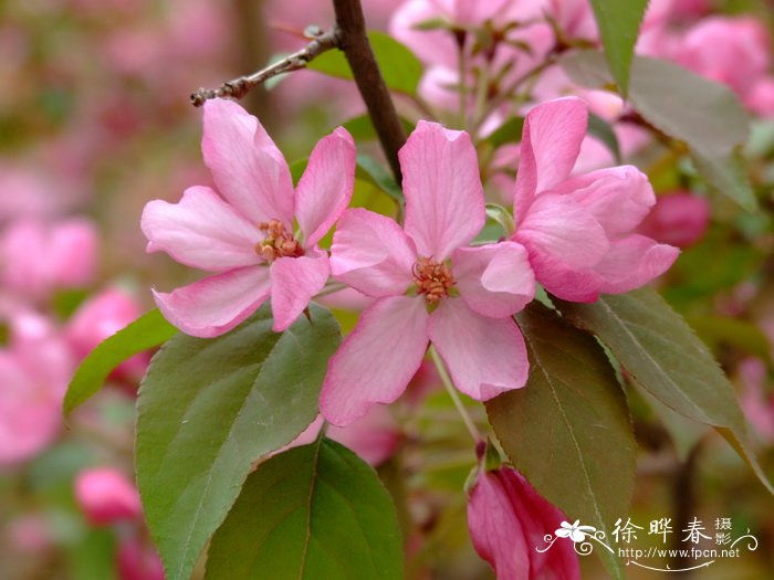 ‘粉芽’海棠 ‘粉芽’海棠