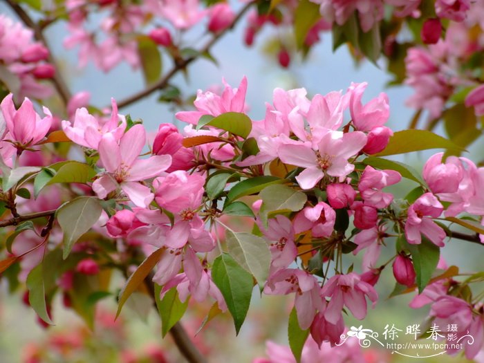 ‘粉芽’海棠