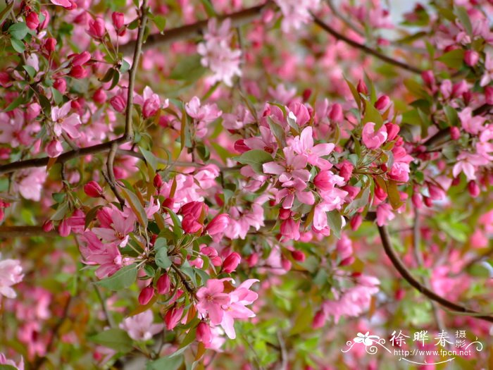 ‘粉芽’海棠 ‘粉芽’海棠