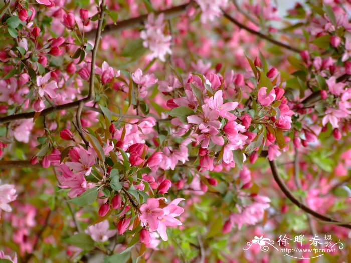 ‘粉芽’海棠